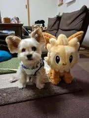 綾の画像