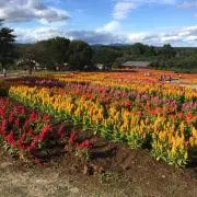 みい  平日発送ですの画像