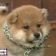 豆助の画像