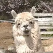 ゆだ