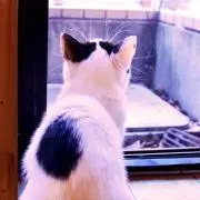 チョコ[即購入OK]の画像