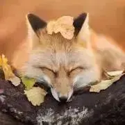 綿毛の画像