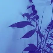 jmnの画像
