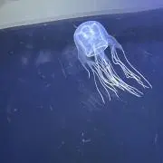 ROMの画像