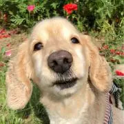charlieの画像