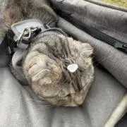 つんの画像