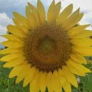 ひまわりの画像