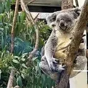 ボワベールの画像