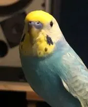 rainbowbird