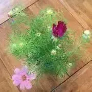 ぽぽろ【プロフィール必読お願いします】の画像