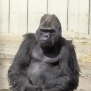 ごろ