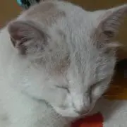 みくち