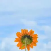 reiの画像