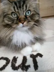 にゃんにゃこにゃんの画像