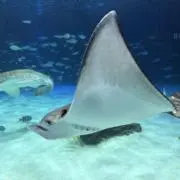 もちまるの画像