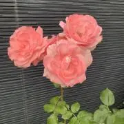かえっぷの画像