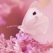 ♡J♡