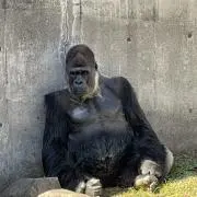 ボンドの画像
