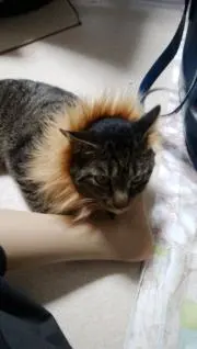 ニムルド
