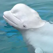 FBNSの画像