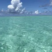 はるの画像