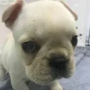 ワンコ