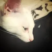 まーとんの画像