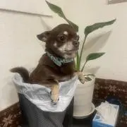 ysyssyの画像