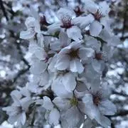 KSの画像