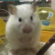 まろの画像