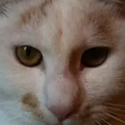 にゃーの画像