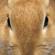 ヒロポン