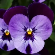 ビオラ ❀ プロフィールご確認下さい。の画像
