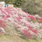 こたあずの画像