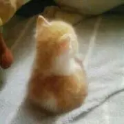 かなの画像