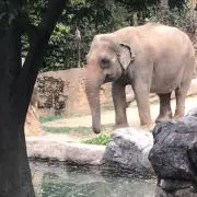 こじろう