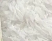 サクラの画像
