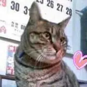 トムちゃん