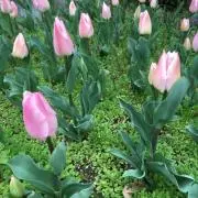 mamiの画像