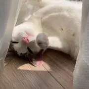 ふふふの画像