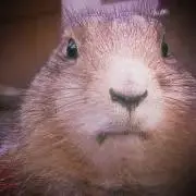 ゆきおの画像