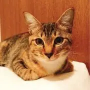 るる