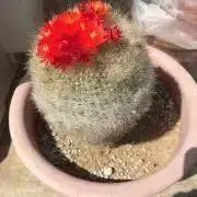ぬかの画像