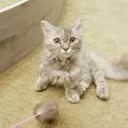 黒猫の画像
