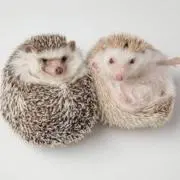 smile.の画像