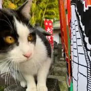 まっするの画像