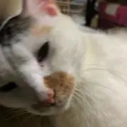 トシの画像