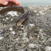 さかなくんの画像
