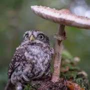 ぐえん