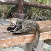 ぽんぽん　※プロフ必読の画像